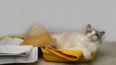 Un chat allongé dans sa littière avec un chapeau en osier posé sur lui