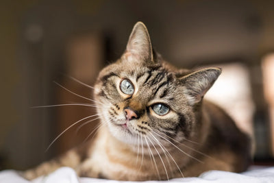 Un chat allongé sur un lit.