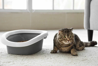 Un chat qui s'allonge à côté de sa litière.