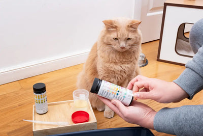 Un chat assis à côté d'un vétérinaire et des médicaments.