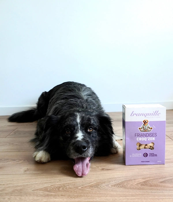 chien complément alimentaire