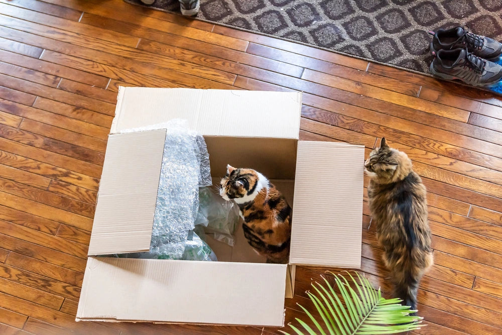 litiere chat abonnement