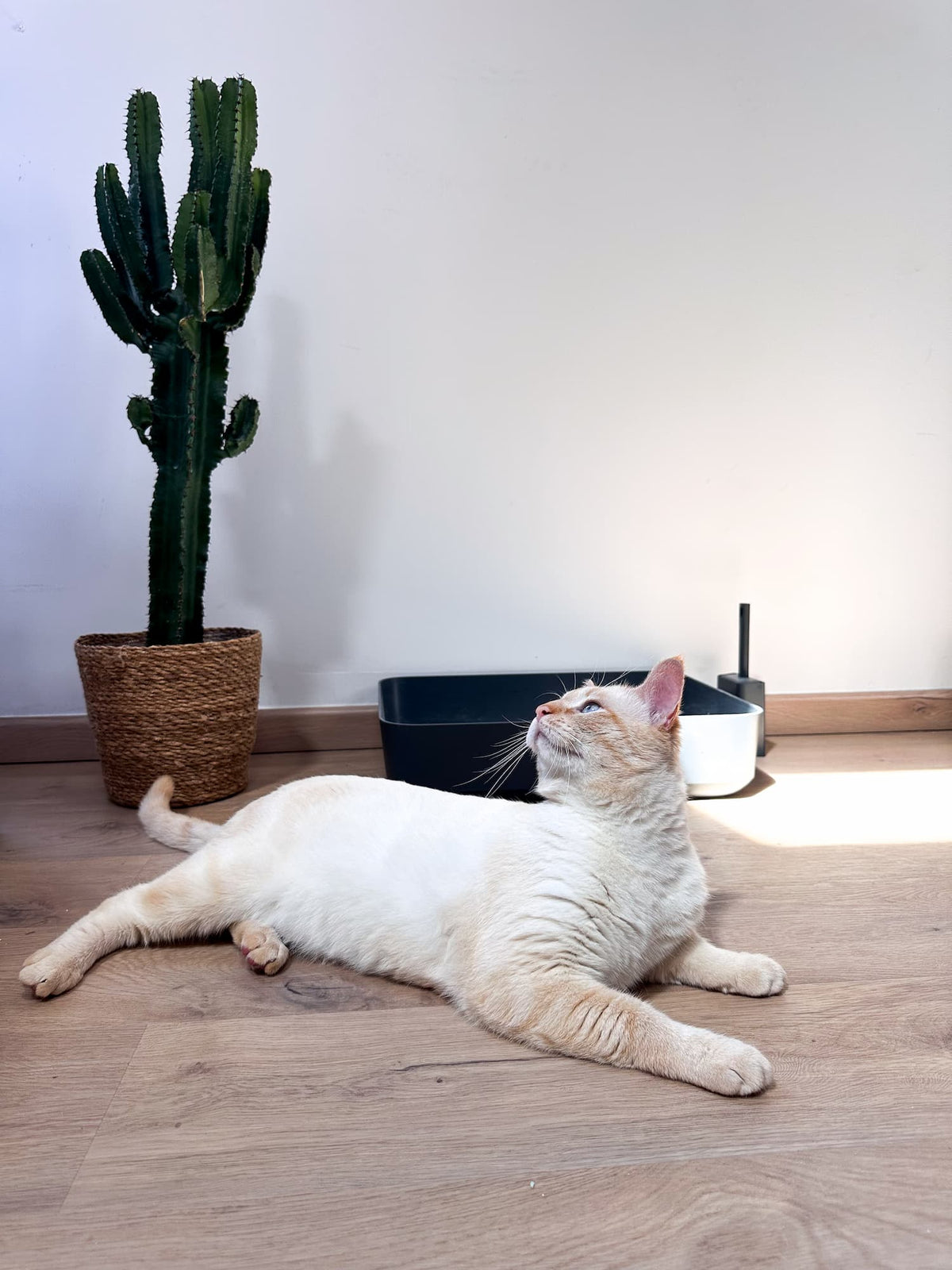 Chat allongé a coté de sa lumière