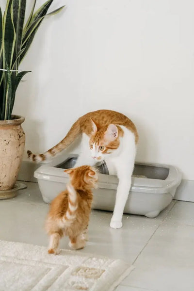 Combien de litière pour 2 chats : le guide pour bien choisir sa quantité