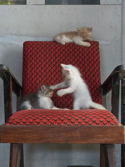 Stérilisation du chaton : tout ce qu'il faut savoir avant de se décider