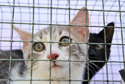 2 chats dans une cage attendant de se faire adopter