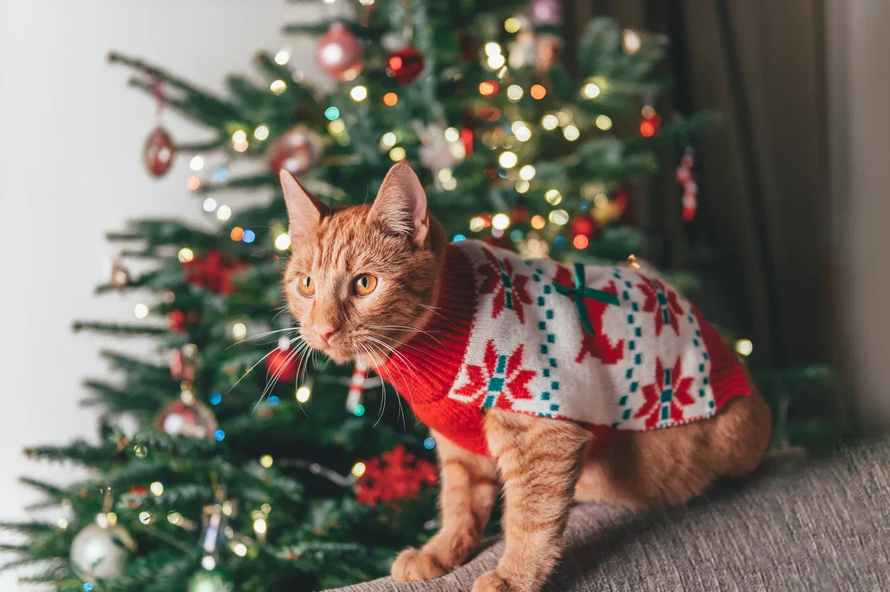 proteger chat fetes fin annee