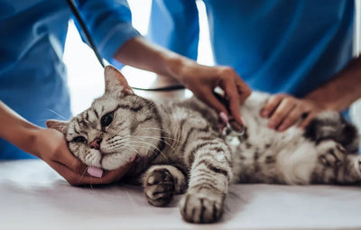 Un chat allongé sur une table en train d'être éxaminé par deux vétérinaires 