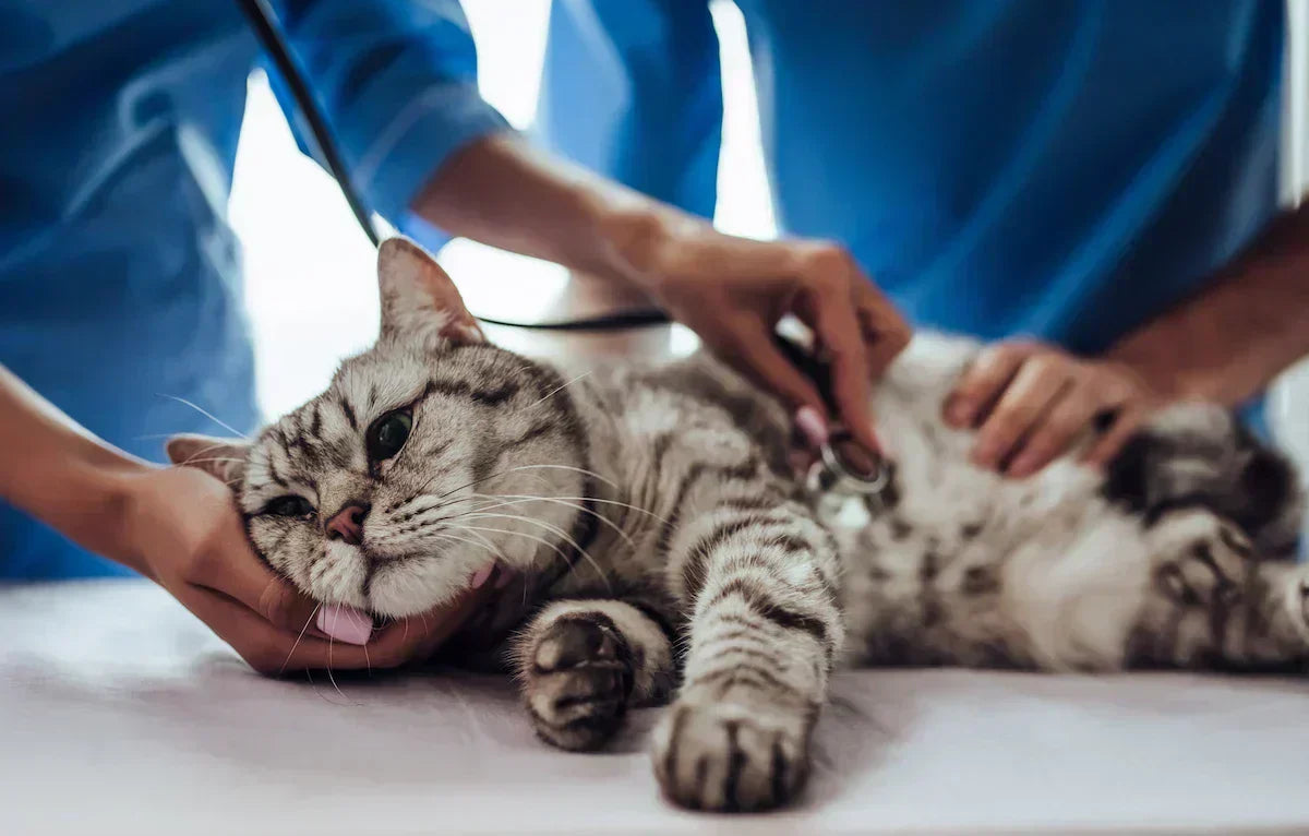Faire le point sur la santé de son chat : le bilan de début d'année