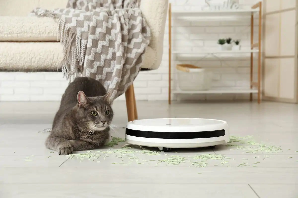 Un chat allongé au mileu d'un salon. 