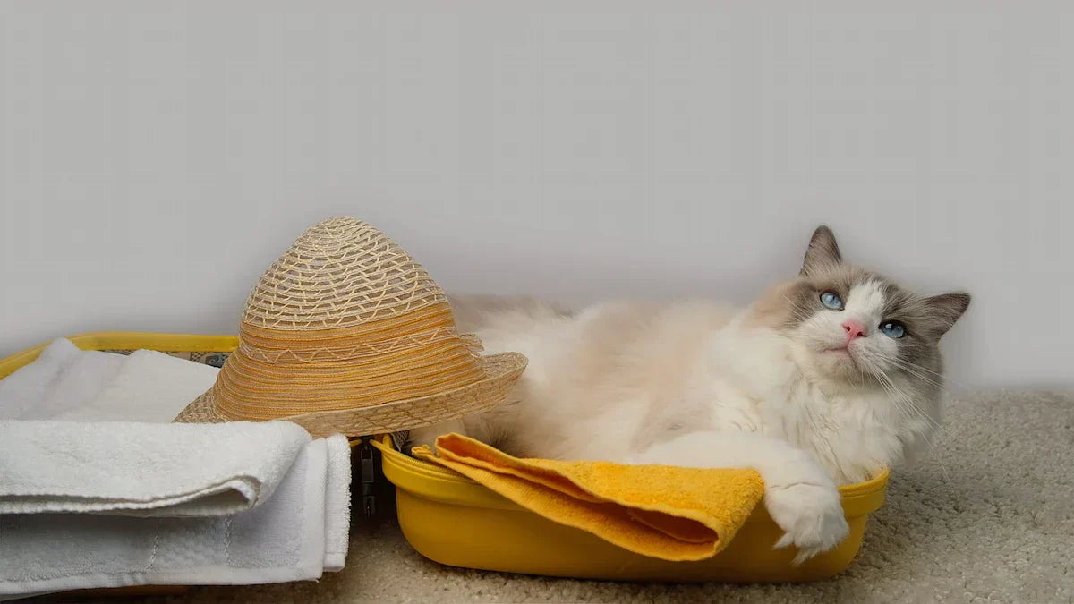 Un chat allongé dans sa littière avec un chapeau en osier posé sur lui 