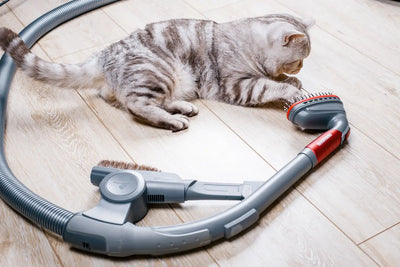 Vinaigre blanc et chats : ce que vous devez vraiment savoir