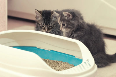 Guide complet santé chaton : soins, vaccins et alimentation
