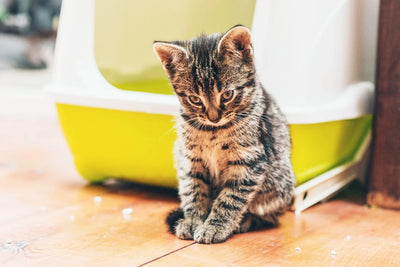 choisir une litière pour un chaton de deux mois