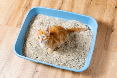 choisir une litière pour un chaton de trois mois
