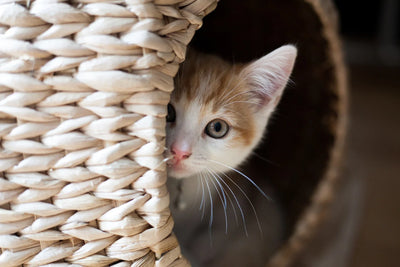 Accueillir un chaton d'un mois dans les meilleures conditions