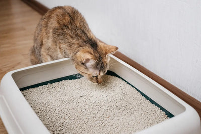 Un chat reniflant sa litière. 
