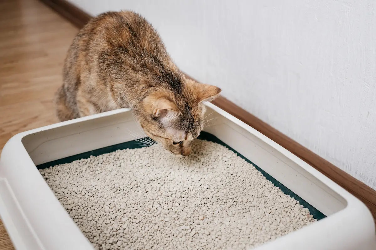 chat apprend aller litière