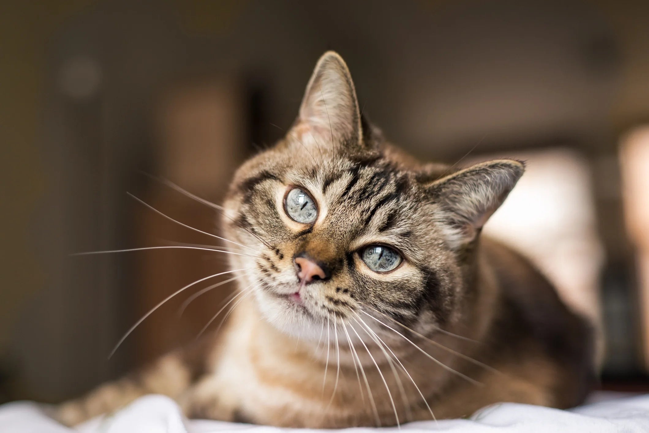 pourquoi mon chat fait pipi à côté de sa litière