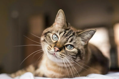 Un chat allongé sur un lit. 