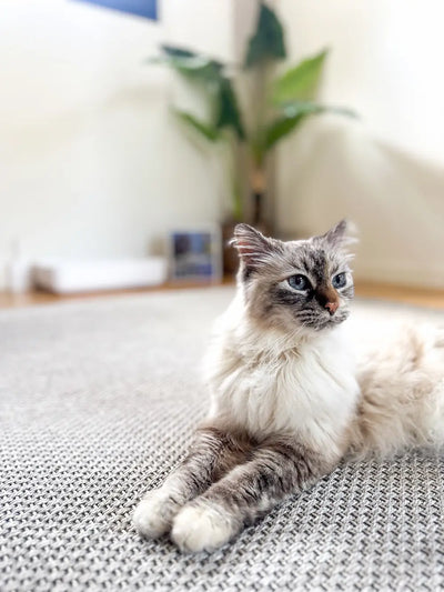 Charbon actif pour chat : bienfaits, risques et conseils