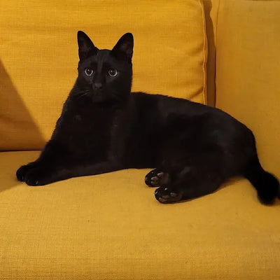 Chat en appartement : le guide complet pour bien préparer son arrivée