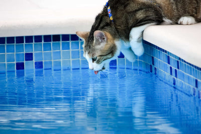 Comment rafraîchir un chat : le guide complet pour le protéger de la chaleur