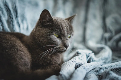 Chat alongé sur une couverture.  