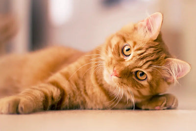 Chat roux alongé sur le sol