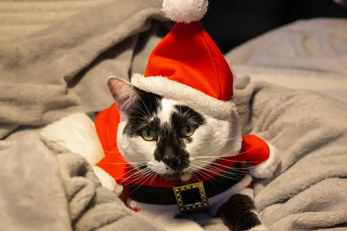 Chat alongé sur des couvertures, habillé en tenue de noël. 