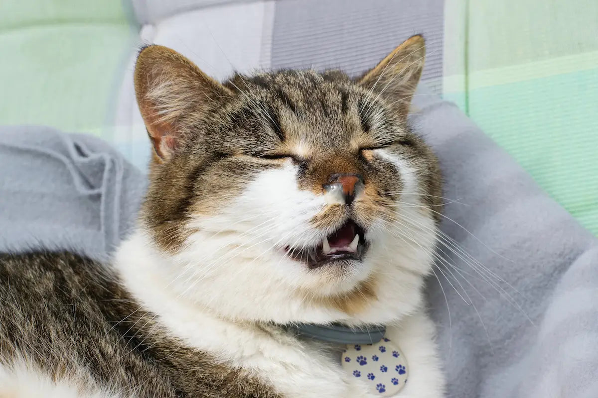 Un chat s'appretant à éternuer. 