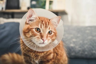 Un chat roux ayant une collerette. 