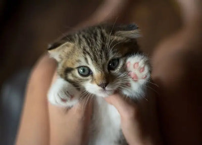 Vermifuger un chaton : le guide complet pour bien démarrer