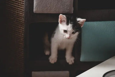 Anti puces chaton : comment choisir le bon traitement pour protéger votre jeune chat