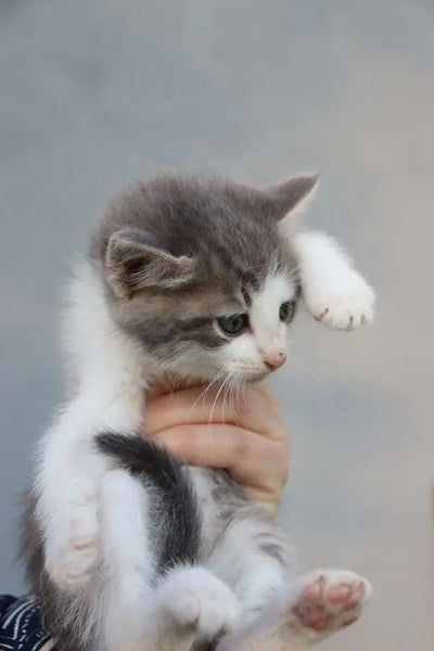 Biberonnage chaton : tout ce que j'aurais voulu savoir avant