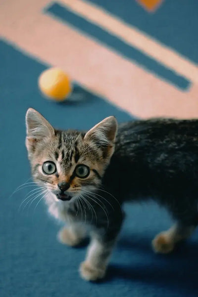 Chaton hyperactif : comment comprendre et gérer son comportement