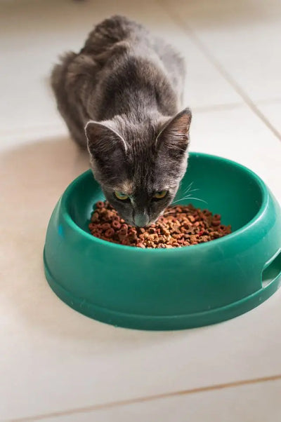 Chaton ne mange pas : causes, signaux d'alerte et solutions pour réagir