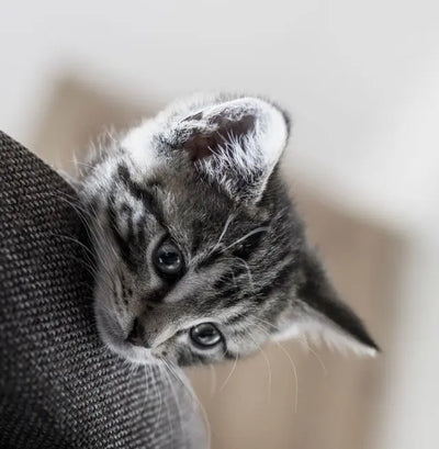 Comment nettoyer les oreilles de son chaton sans stress