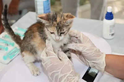 Calendrier de vaccination du chaton : quand vacciner et quel vaccin choisir ?