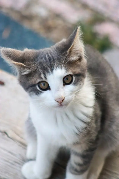 Comment nettoyer les yeux d'un chaton sans lui faire mal