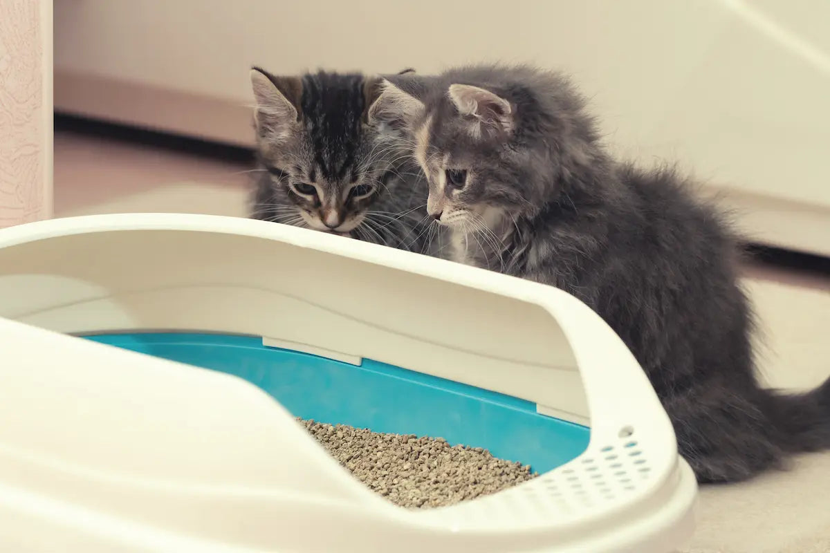 Deux chatons reniflant une nouvelle litière. 