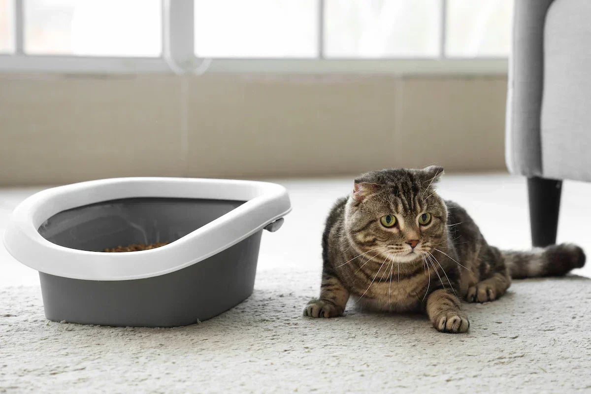 Un chat qui s'allonge à côté de sa litière. 