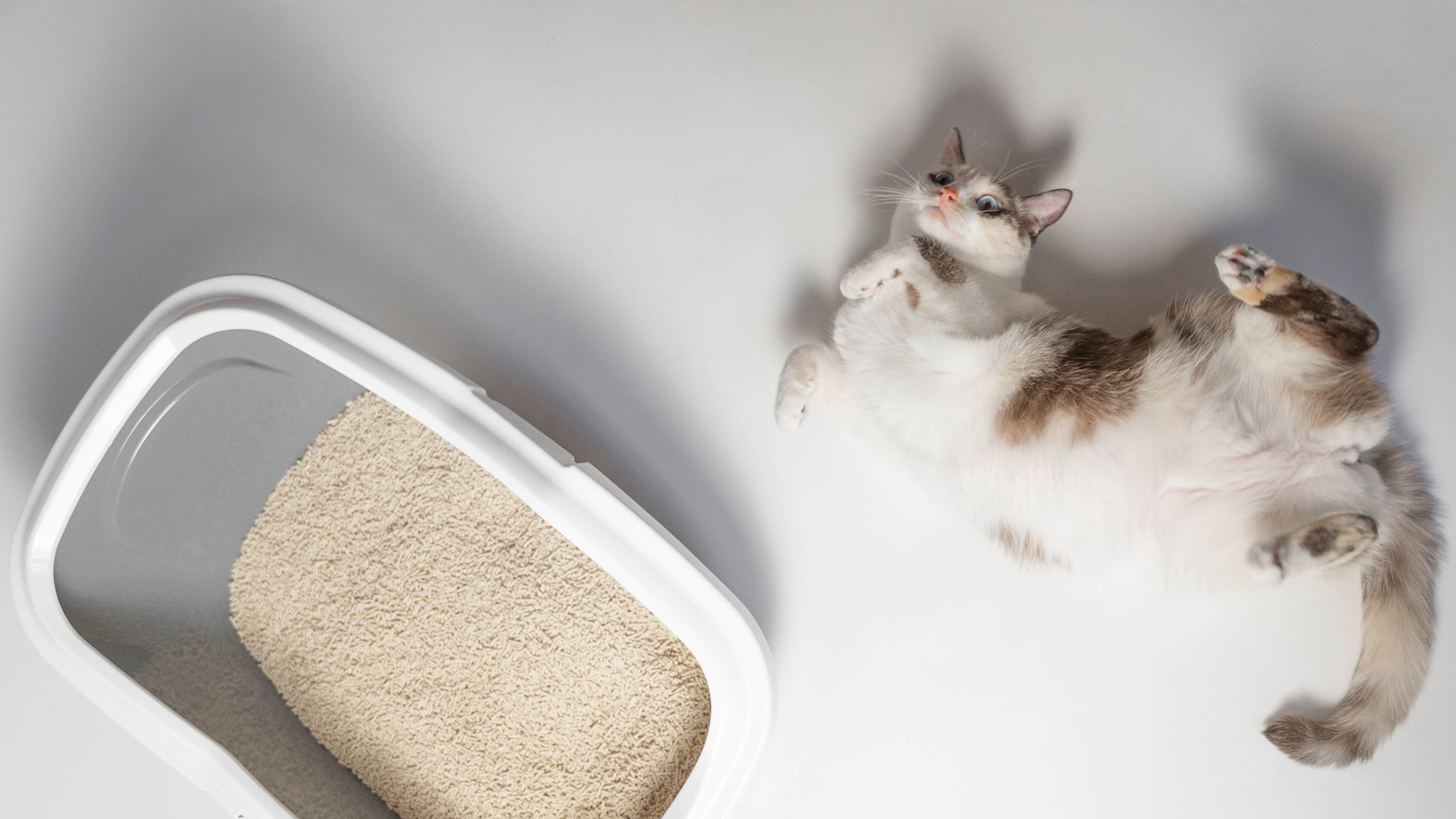 Un chat allongé sur le dos à côté de sa litière. 