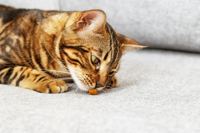comment choisir le meilleur complément alimentaire pour chat