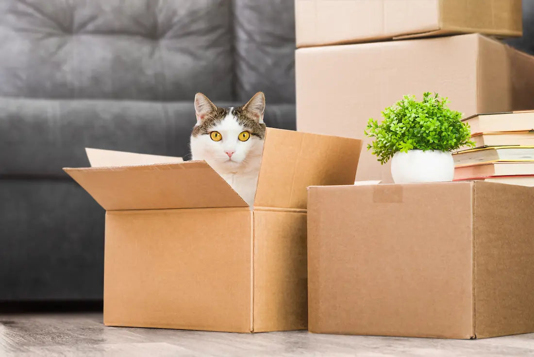 Un chat dans un carton au mileu d'un déménagement. 