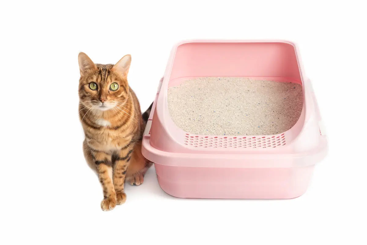 Un chat roux assis à côté de sa litière rose. 