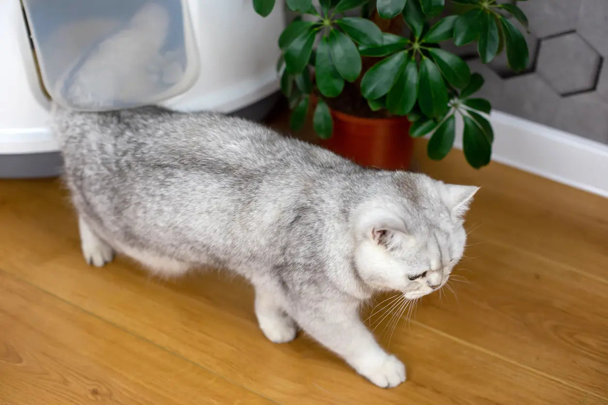 Un chat sortant de sa litière. 