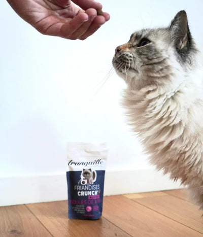 Éduquer un chaton : les bases pour un comportement équilibré