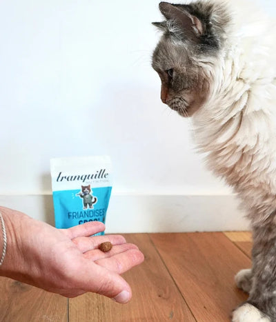 Quelle quantité de nourriture pour un chaton selon son âge : le guide complet