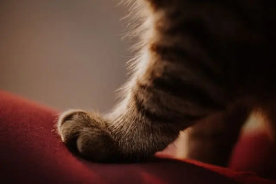 Pourquoi mon chaton griffe le canapé et comment l'en empêcher